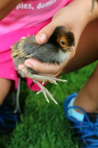 Close-up of a hand holding a bird