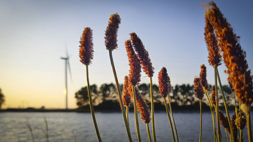 Close-up of stalks against calm lake at sunset