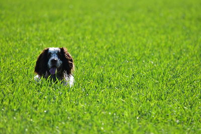 Dog lying on grass