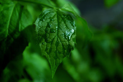 Close-up of water drops on leaves