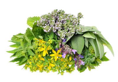 Close-up of purple flowering plant against white background