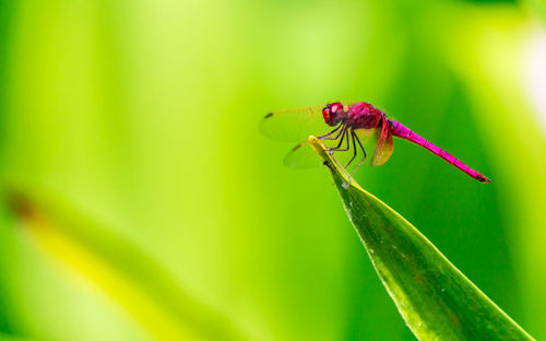 Close-up of insect on leaf