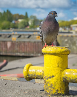 Close-up of pigeon perching on railing