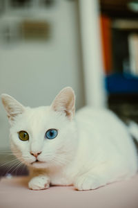 Close-up portrait of white cat