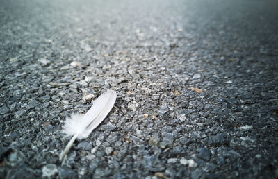 High angle view of feather on road