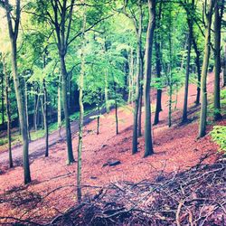 Trees in park