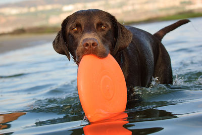 Portrait of a dog in water