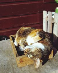 Cat sleeping on wood