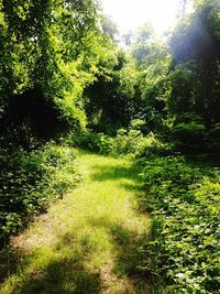 Trees in forest