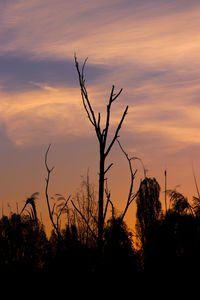 Silhouette bare tree against sky during sunset