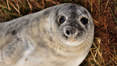 High angle view of an animal