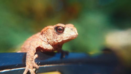 Close-up of plant against blurred background
