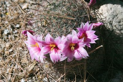 Close-up of pink flowers