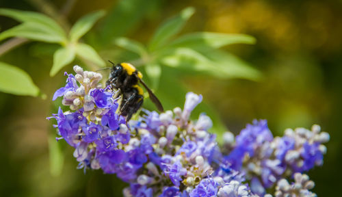 Close-up of bee on purple flower