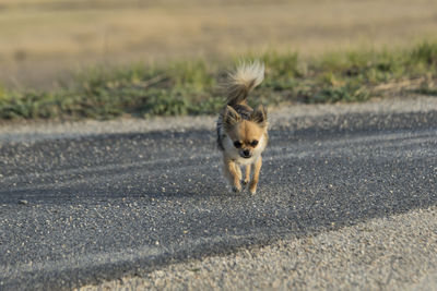 Dog walking on road