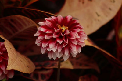 Close-up of pink flower