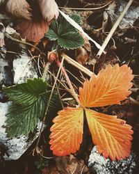 High angle view of autumn leaf on plant