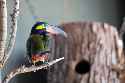 Close-up of a bird perching on branch