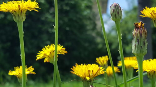 Close-up of yellow flowers blooming in field