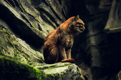 Close-up of lizard on rock in cave