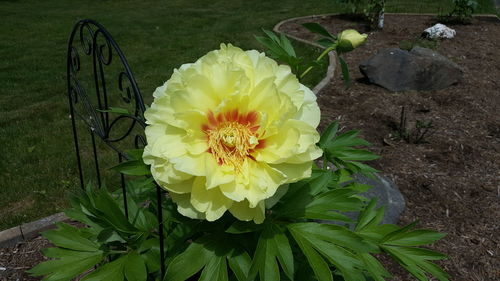 Close-up of yellow flower