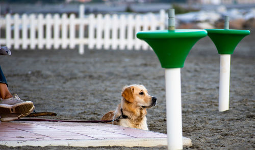 Dog looking away while sitting on seat