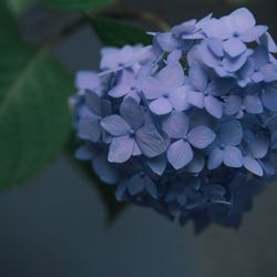 High angle view of purple hydrangea flowers