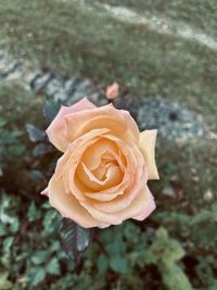 High angle view of rose flower