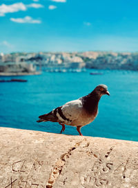 Seagull perching on retaining wall