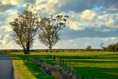 Scenic view of agricultural field against sky