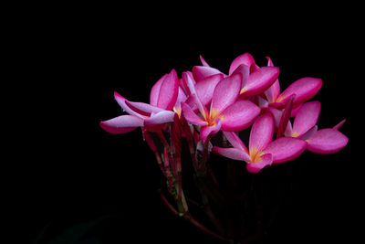 Close-up of pink flower against black background