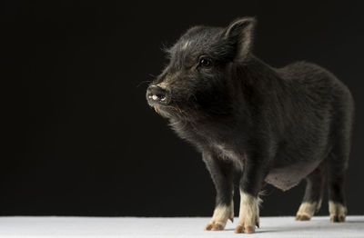 Close-up of black pig against black background