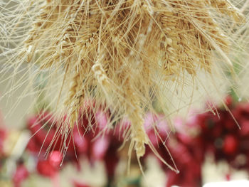 Close-up of a flower