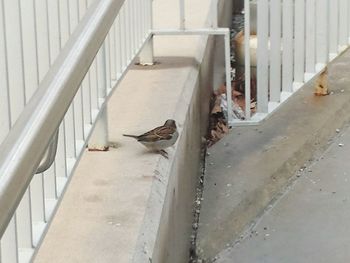 High angle view of bird perching on railing
