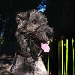 Close-up of irish wolfhound dog