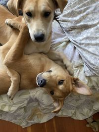 Portrait of dog relaxing on bed