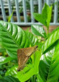 Butterfly perching on leaf