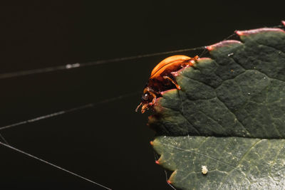 Close-up of insect on leaf