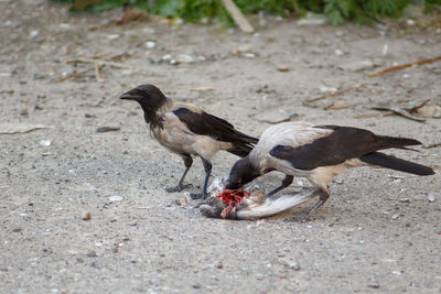 High angle view of birds eating