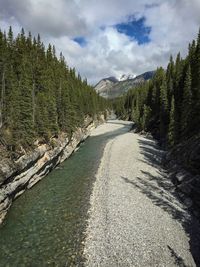 Scenic view of river amidst trees against sky