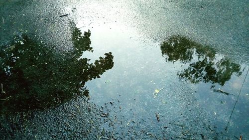 Reflection of trees in puddle