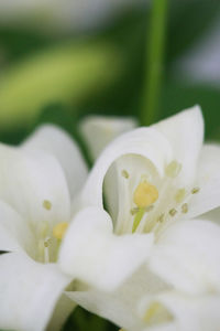 Close-up of white rose flower