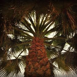 Low angle view of palm tree