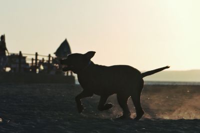 Close-up of silhouette horse against sky during sunset