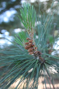 Close-up of insect on tree