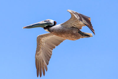 Low angle view of bird flying against clear blue sky