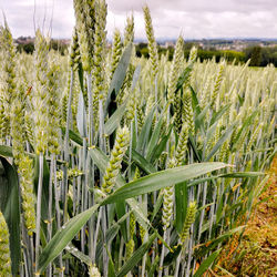 Close-up of wheat growing on field against sky