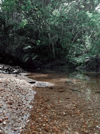 Scenic view of stream in forest