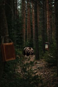 View of a bear in the forest