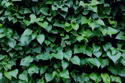 Full frame shot of green leaves